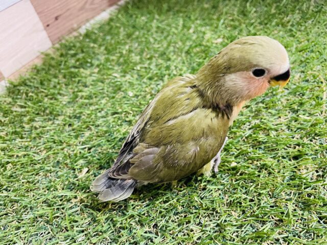 コザクラインコ（小桜インコ）