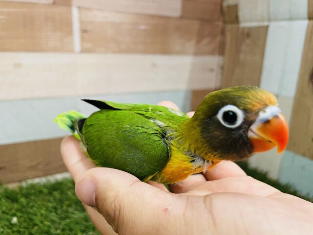 キエリボタンインコ