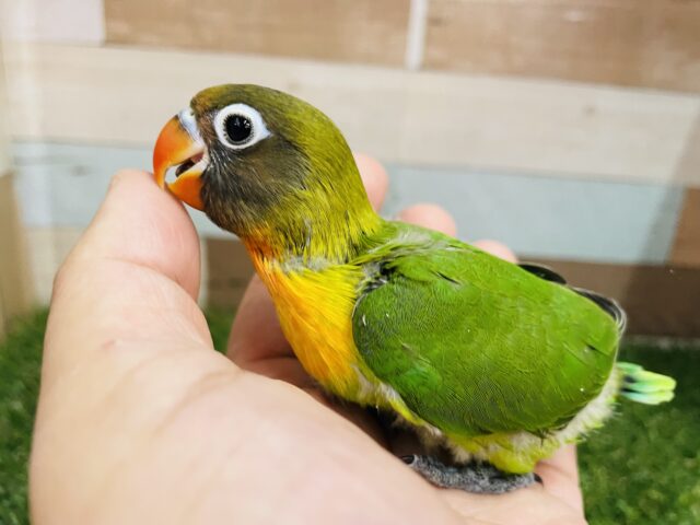 キエリボタンインコ
