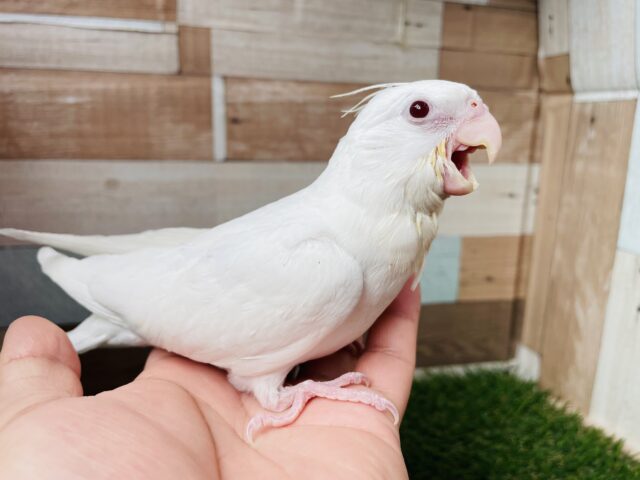 オカメインコ