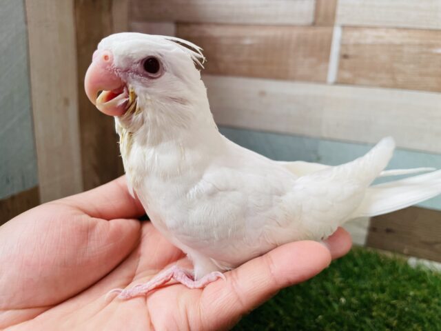 オカメインコ