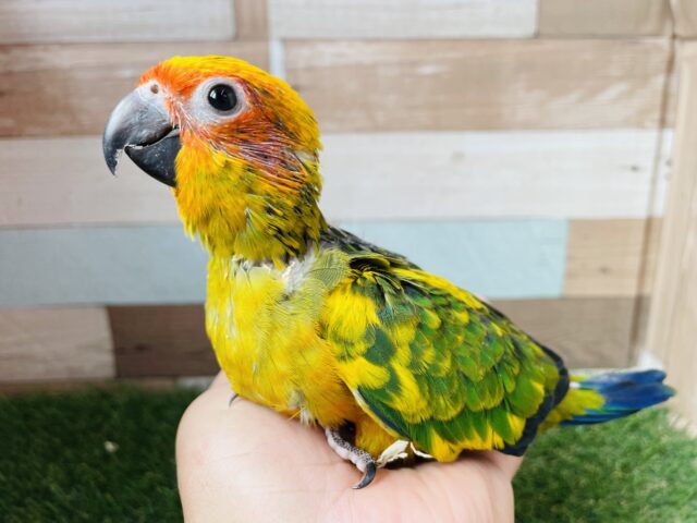 コガネメキシコインコ