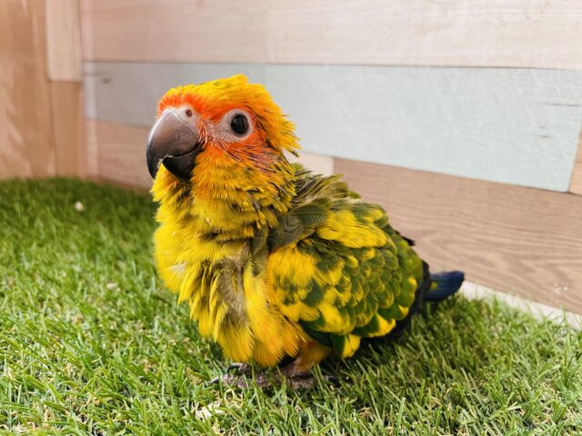 コガネメキシコインコ