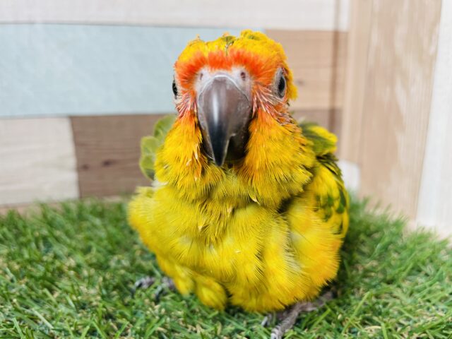コガネメキシコインコ