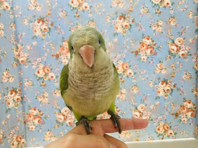 最新画像🌟たくさんお話してね♩❤︎ノーマルオキナちゃんです❤︎ˊᵕˋ* オキナインコ