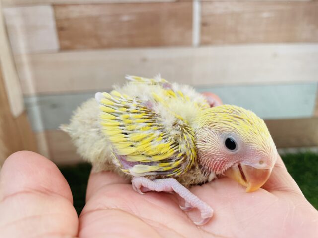 コザクラインコ（小桜インコ）
