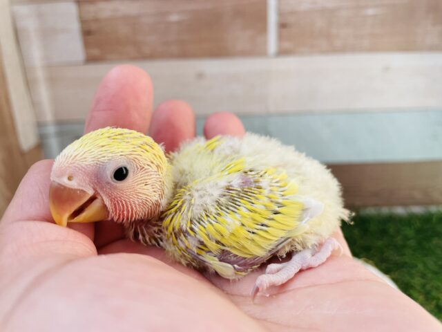 コザクラインコ（小桜インコ）