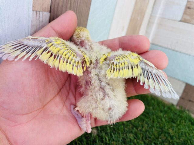 コザクラインコ（小桜インコ）