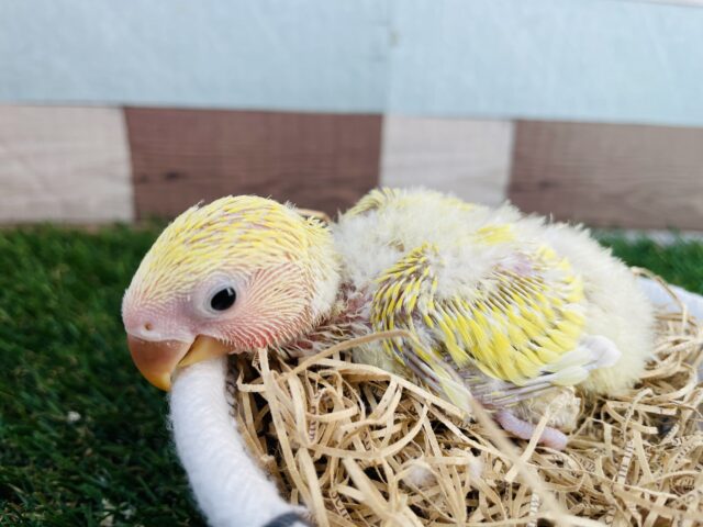 コザクラインコ（小桜インコ）