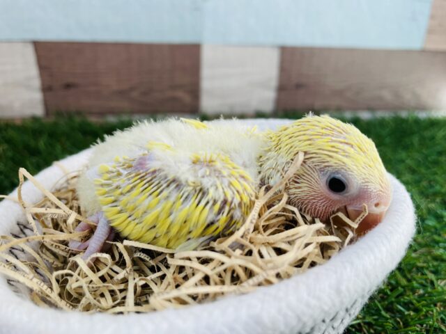 コザクラインコ（小桜インコ）