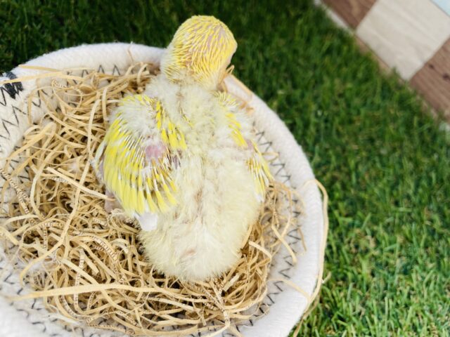 コザクラインコ（小桜インコ）