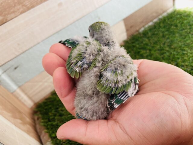 コザクラインコ（小桜インコ）