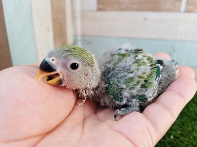 コザクラインコ（小桜インコ）