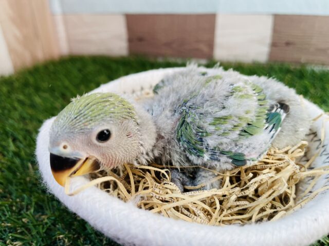 コザクラインコ（小桜インコ）