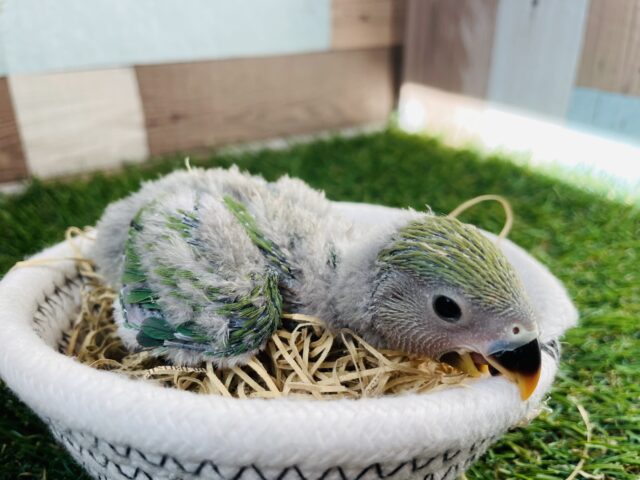 コザクラインコ（小桜インコ）