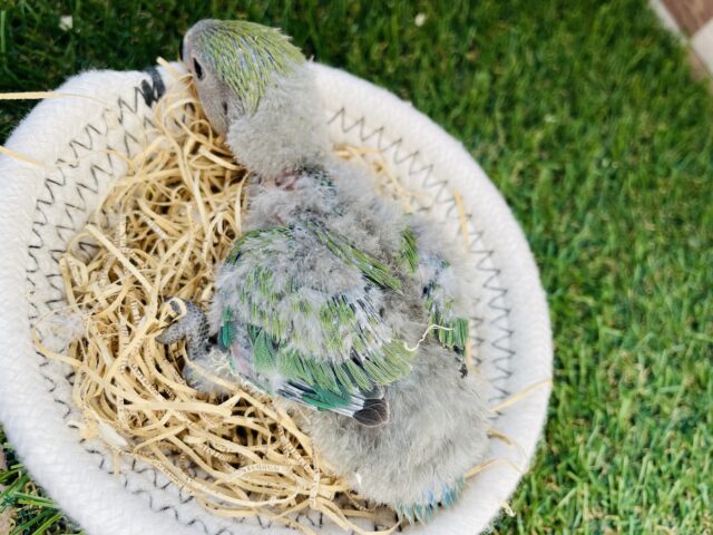 コザクラインコ（小桜インコ）