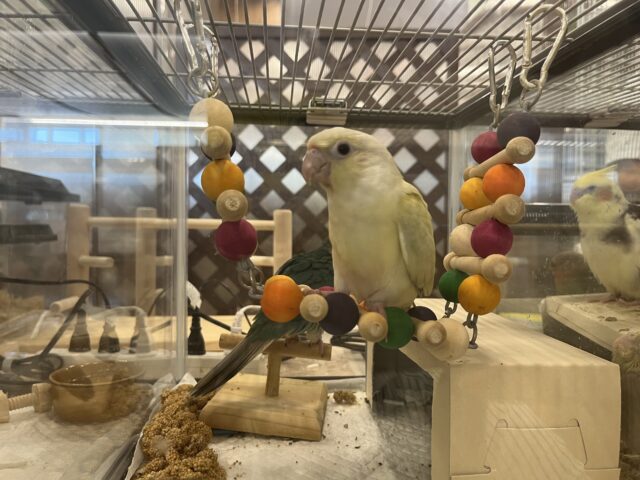 ホオミドリウロコインコ