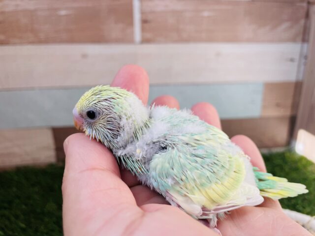 セキセイインコ