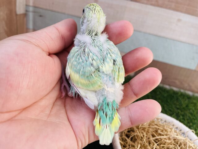 セキセイインコ
