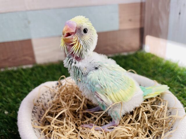 セキセイインコ