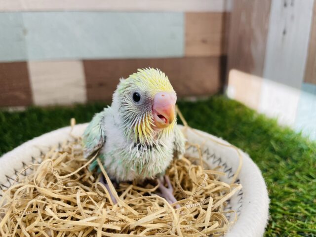 セキセイインコ