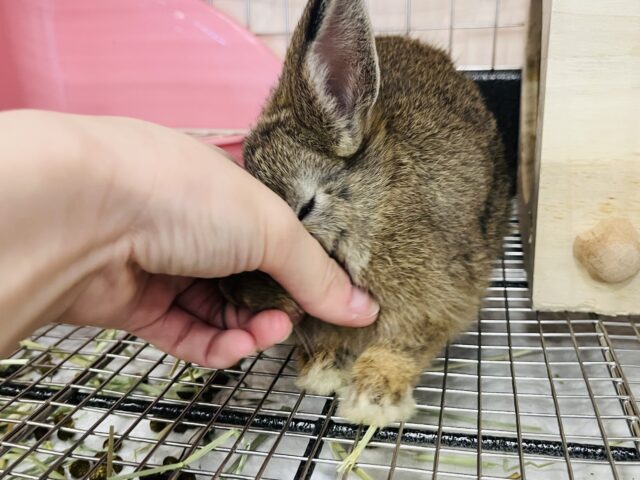 ネザーランドドワーフ