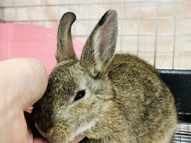 ネザーランドドワーフ