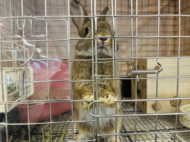 ネザーランドドワーフ