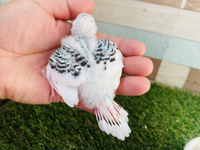 青✖️白✖️黒の可愛すぎるカラー❣️セキセイインコのパイド!! セキセイインコ