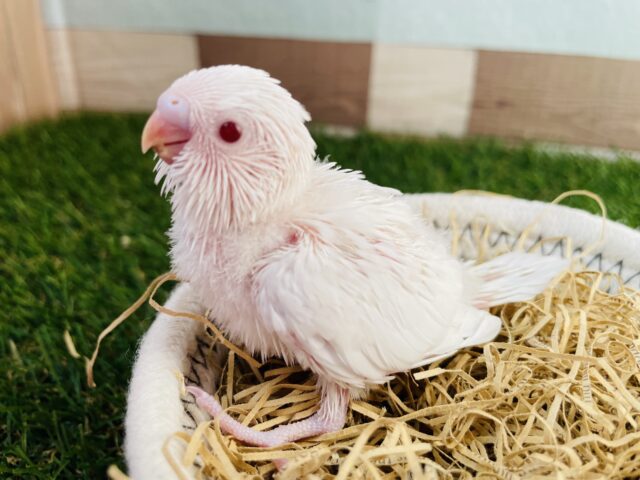 セキセイインコ