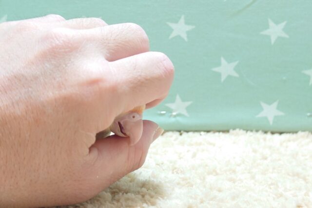 ホオミドリウロコインコ