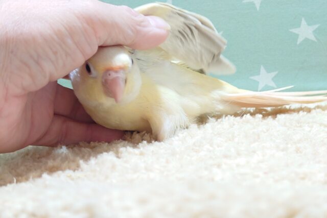 ホオミドリウロコインコ