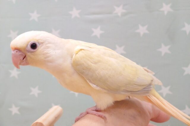 ホオミドリウロコインコ