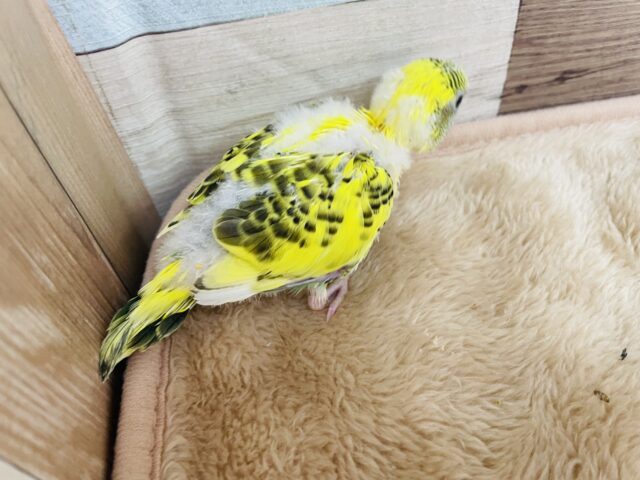 セキセイインコ