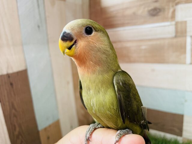 コザクラインコ（小桜インコ）