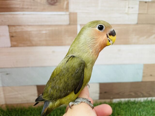 コザクラインコ（小桜インコ）