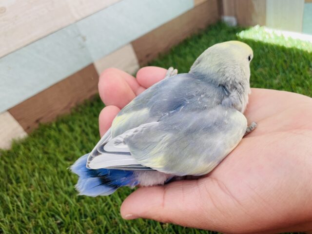 コザクラインコ（小桜インコ）