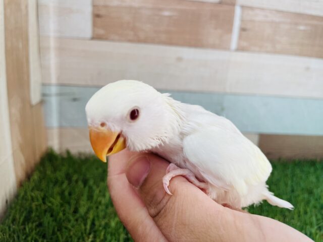 コザクラインコ（小桜インコ）