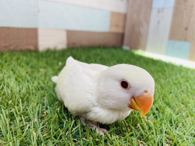 コザクラインコ（小桜インコ）