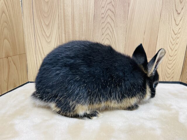 ネザーランドドワーフ