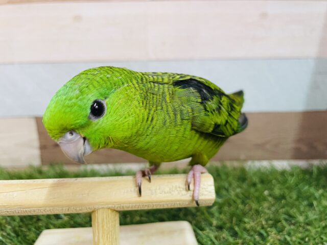 サザナミインコ