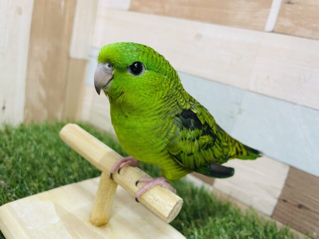 サザナミインコ