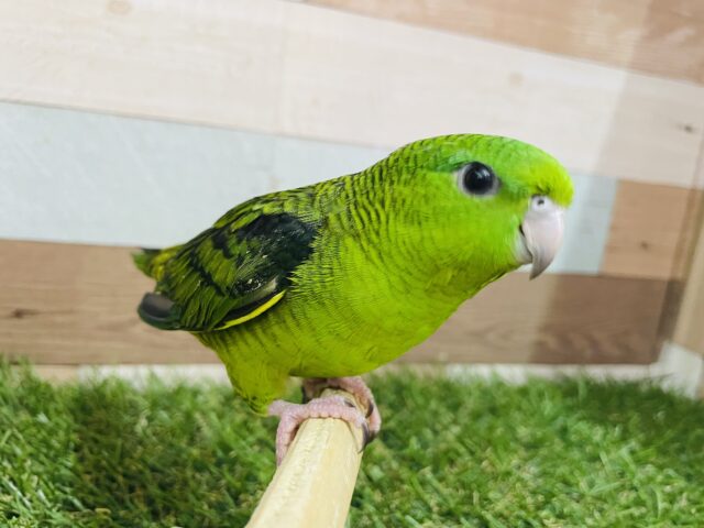 最新画像あります⭐️ヒナ餌卒業❗️鳴き声が可愛すぎるキュルキュルフェイスちゃん🫧サザナミインコのグリーン!! サザナミインコ