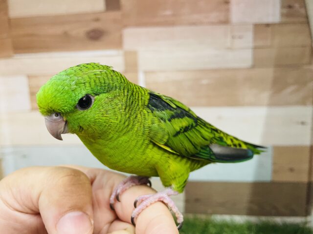 サザナミインコ