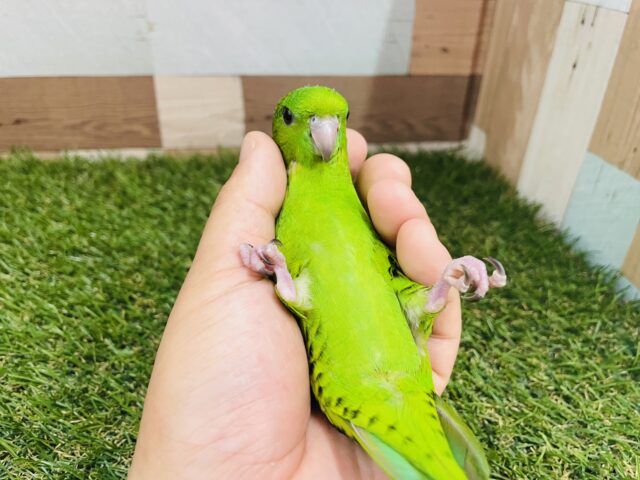 最新画像あります⭐️ヒナ餌卒業❗️鳴き声が可愛すぎるキュルキュルフェイスちゃん🫧サザナミインコのグリーン!! サザナミインコ