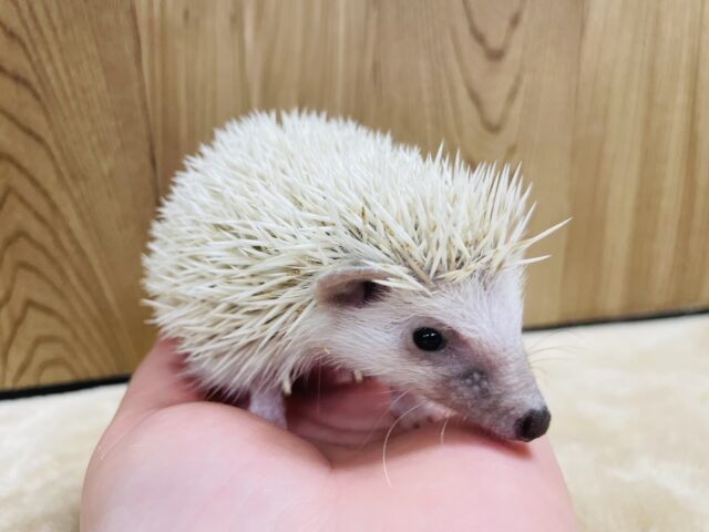 ハリネズミ（ヨツユビハリネズミ）