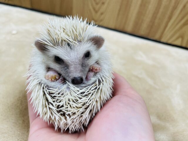 ハリネズミ（ヨツユビハリネズミ）