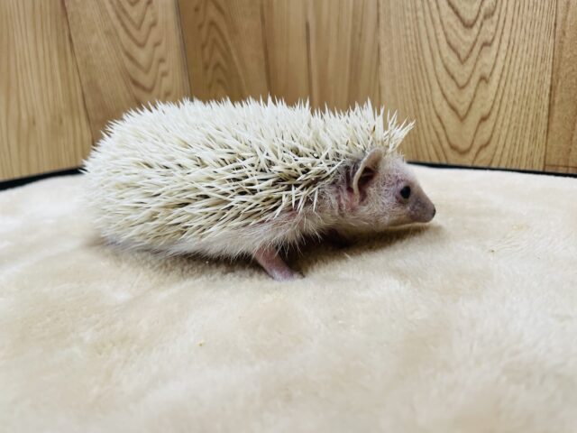 ハリネズミ（ヨツユビハリネズミ）