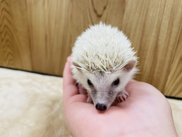 ハリネズミ（ヨツユビハリネズミ）