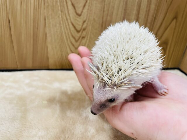 ハリネズミ（ヨツユビハリネズミ）